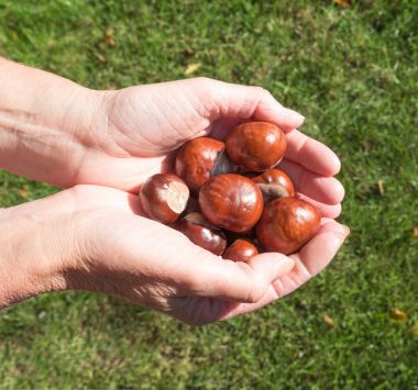 Conkers avuç