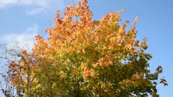 Sonbaharda Bir Ağacın Renkli Yapraklarda Görüntüleri — Stok video