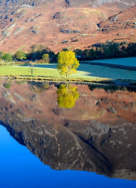 Baumreflexion im Wasser — Stockfoto