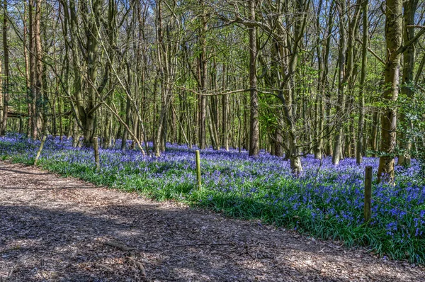 Pista Tierra Por Cercado Bluebell Wood — Foto de Stock