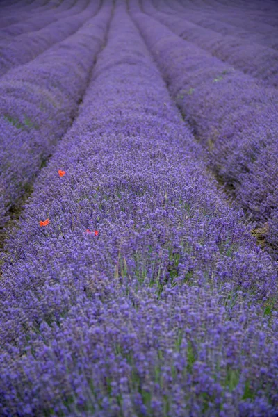 Row Lavender Fields Shoreham Kent — Stock Photo, Image