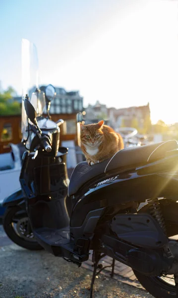 Ginger Cat Está Sentado Uma Motocicleta Preta Pôr Sol Brilha — Fotografia de Stock