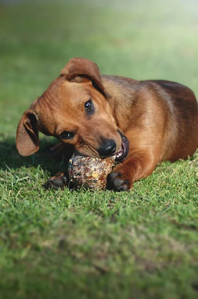 Dachshoud plays with a ball in the park