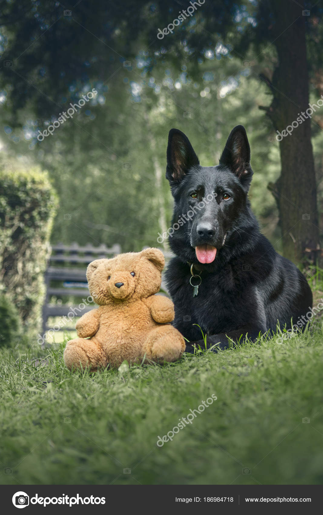 german shepherd teddy