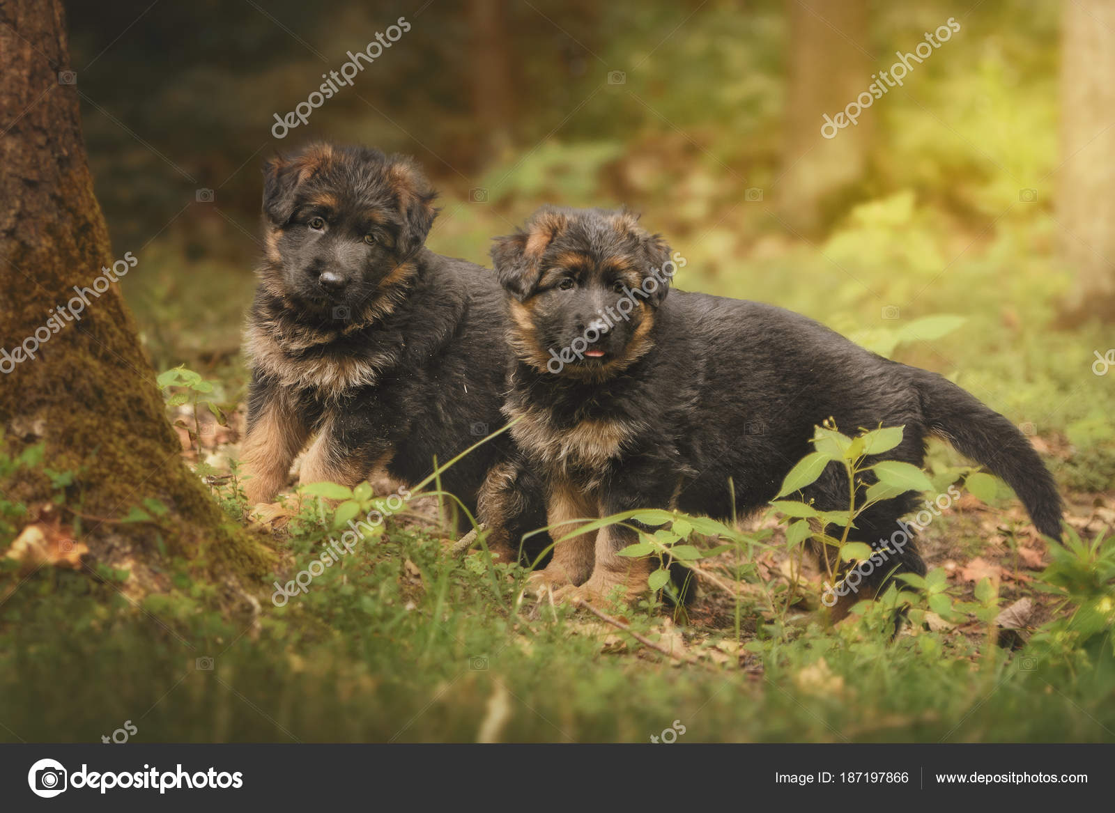 Two German Shepherd Long Haired Puppies Standing Forest Autumn