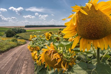 Ayçiçeği tarlası açık güneşli bir günde mavi gökyüzüne karşı