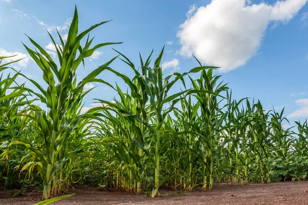 Mısır tarlası günbatımına ve mavi gökyüzüne karşı