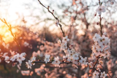 Baharda gün batımında açan kiraz dalları