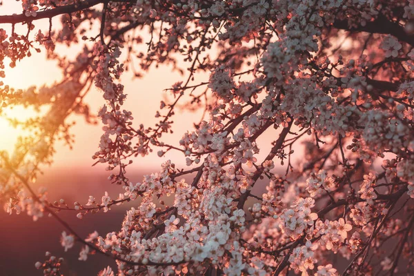 Цветущие Вишневые Ветви Весной Фоне Заката — стоковое фото