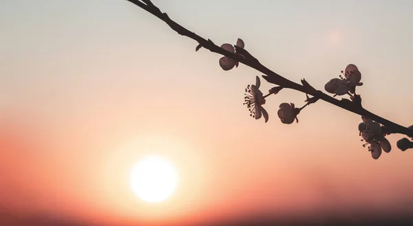 Florecientes Ramas Cerezo Primavera Sobre Fondo Atardecer —  Fotos de Stock