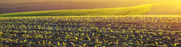 Plántulas Maíz Gran Campo Agrícola — Foto de Stock