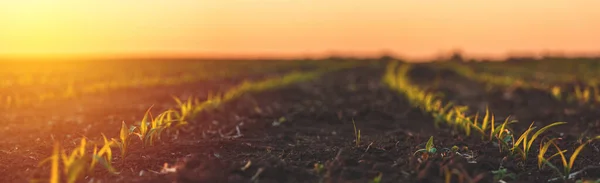 Campos Agrícolas Fértiles Para Siembra Cultivo — Foto de Stock