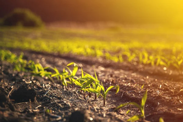 ürün ekme ve yetiştirme için verimli tarlalar