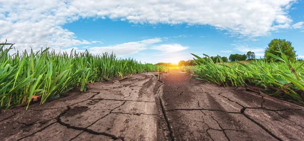 Campos Agrícolas Fértiles Para Siembra Cultivo —  Fotos de Stock