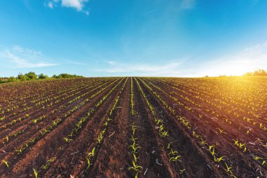 Özel bir tarlada filizlenmiş mısırlar.