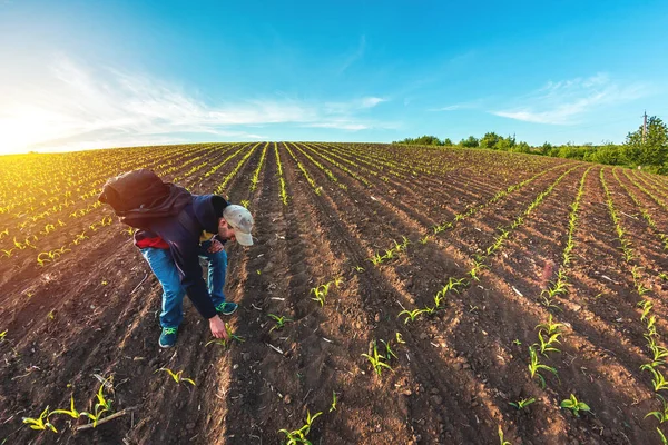 Özel bir tarlada filizlenmiş mısırlar.