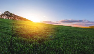 Ufukta ağaçlar olan özel tarım arazisinde filizlenen taze buğday tarlaları.