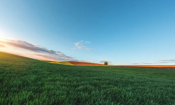 Green Agricultural Field Sprouted Young Wheat Private Agricultural Land Trees — Stock Photo, Image