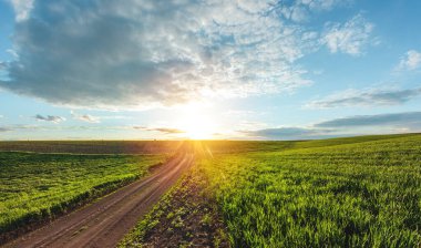 Ufukta ağaçlar olan özel tarım arazisinde filizlenen taze buğday tarlaları.