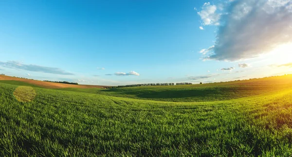 Campo Agrícola Verde Trigo Jovem Brotado Terras Agrícolas Privadas Com — Fotografia de Stock