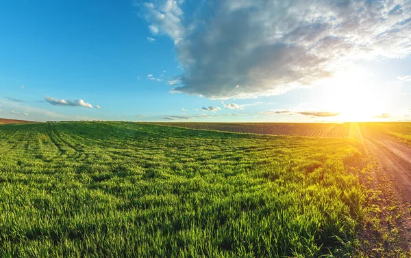 Ufukta ağaçlar olan özel tarım arazisinde filizlenen taze buğday tarlaları.