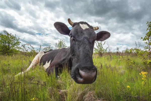 Vacas Pastan Prado Verde Con Arbustos Tiempo Nublado — Foto de Stock