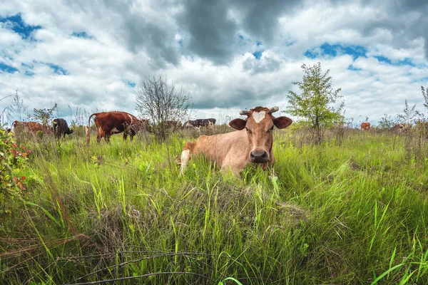 Vacas Pastan Prado Verde Con Arbustos Tiempo Nublado — Foto de Stock