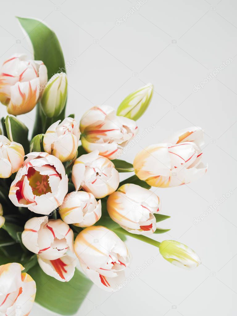 Top view of fresh tulip bouquet in white background 