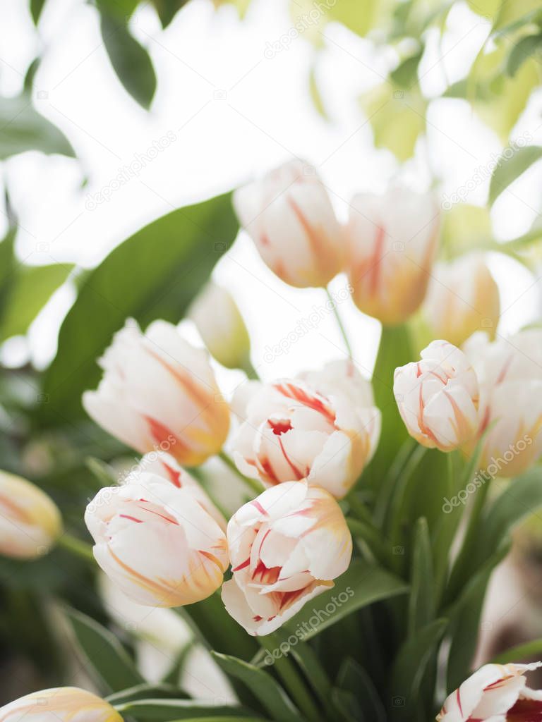 Close view of fresh tulip bouquet on light background