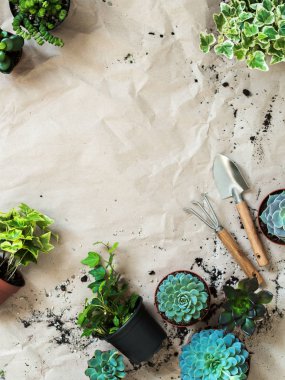 Bahçe aletleri succulents ve Ivy buruşuk Kraft kağıt üzerinde tencere ile kompozisyon