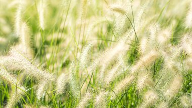Tüylü tarla çiçekleri yakın plan. Doğal arkaplan.