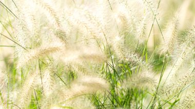 Tüylü tarla çiçekleri yakın plan. Doğal arkaplan.