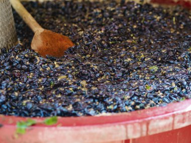 Şampanya üretiminin aşamaları. Üzüm sıkacağı.