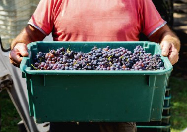 Bir adam taze toplanmış üzümlerden oluşan bir kutu tutuyor. Şarap ya da şampanya yapmak için hasat..