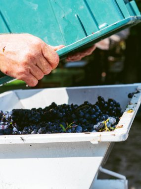 Şarap veya şampanya üretimi için dallardan üzüm temizleme aşamaları.