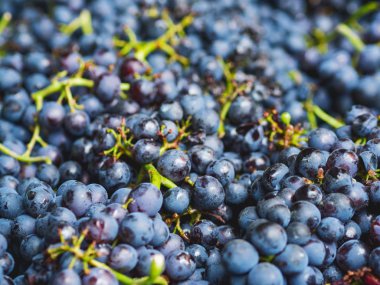 Koyu üzümlere yakın çekim. Seçici odaklanma. Hasat et. Şarap veya şampanya üretimi aşamaları.