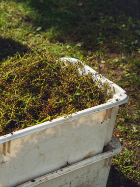 Şarap veya şampanya üretiminin aşamaları. Üzümler dallardan ve ezilmiş meyve suyundan temizlenmiş. Dal yığını, ayırıcıdan sonra..