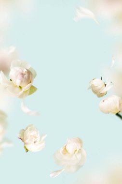 Uçan şakayıklar çiçek yaprakları mavi pastel arka planda fotokopi alanı ile birlikte. Havada uçma düzeninde yaratıcı bir çiçek havalanması. Düğün için bahar çiçeği konsepti, kadınlar, anne, 8 Mart, Sevgililer Günü