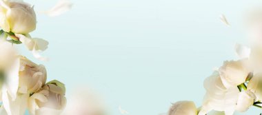 Uçan şakayıklar çiçek yaprakları mavi pastel arka planda fotokopi alanı ile birlikte. Havada uçma düzeninde yaratıcı bir çiçek havalanması. Düğün için bahar çiçeği konsepti, kadınlar, anne, 8 Mart, Sevgililer Günü