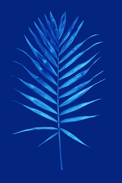 Palm leave over blue classic blue color background of the 2020 year . Tropical trendy background. Concept of the color of the year.