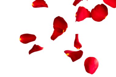 Kırmızı gül yaprakları havada uçuşuyor. Beyaz arkaplandaki boşluğu metin için ayır. Sevgililer günü kartlarının planı, düğün, 8 Mart, doğum günü, anneler günü.