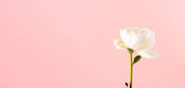 Pembe arka planda yer alan şakayık yakın plan. Düğün planları, Anneler Günü, 8 Mart, Sevgililer Günü.