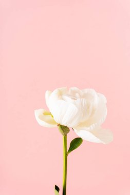 Pembe arka planda yer alan şakayık yakın plan. Düğün planları, Anneler Günü, 8 Mart, Sevgililer Günü.