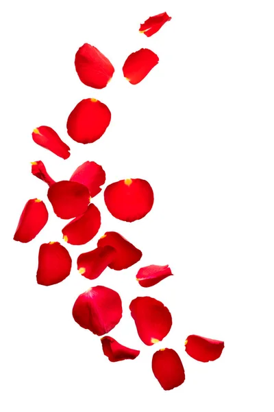 赤いバラの花びらが空を飛ぶ テキストのためのスペースと白い背景に隔離されます バレンタインカード 結婚式 3月8日誕生日 母の日のレイアウト — ストック写真