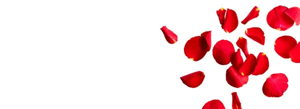 Pétalas Vermelhas Rosa Voam Isolar Fundo Branco Com Espaço Para — Fotografia de Stock