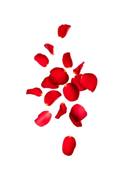 Red Rose Petals Fly Air Isolate White Background Space Text — 스톡 사진