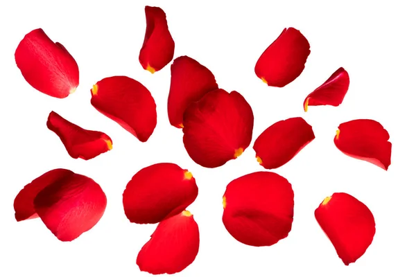 Vzduchu Létají Okvětní Lístky Rudé Růže Izolovat Bílém Pozadí Prostorem — Stock fotografie