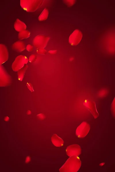 Pétalas Voadoras Rosas Vermelhas Sobre Fundo Vermelho Levitação Floral Criativo — Fotografia de Stock