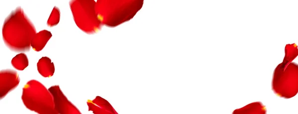 Pétalas Vermelhas Rosa Voam Isolar Fundo Branco Com Espaço Para — Fotografia de Stock