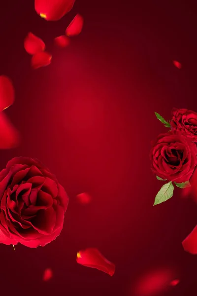 Pétalos Voladores Rosas Rojas Sobre Fondo Rojo Con Espacio Para — Foto de Stock